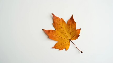 Single Brown Autumn Leaf with Crisp Edges on White
