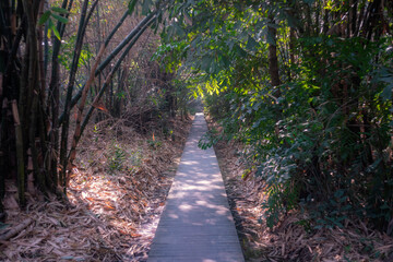 Wooden walkway