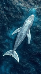 Naklejka premium Aerial View of a Humpback Whale in the Ocean