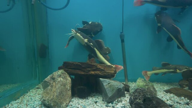 Redtail Catfish (Phractocephalus hemioliopterus) in Aquaworld Aquarium, Dehradun Zoo