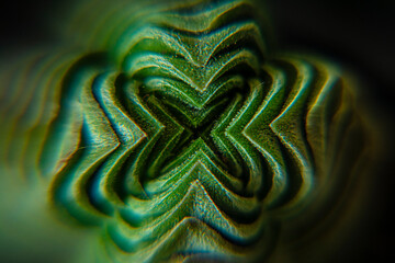 Crassula buddha's temple © Grzegorz