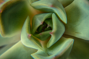 Succulent echeveria