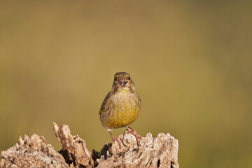 verderón europeo o verderón común (Chloris chloris) Málaga Andalucía España	