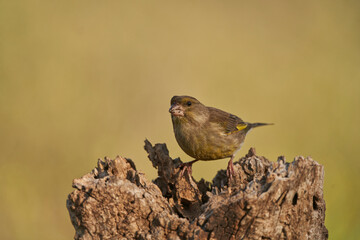 verderón europeo o verderón común (Chloris chloris) Málaga Andalucía España	