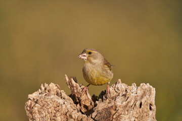 verderón europeo o verderón común (Chloris chloris) Málaga Andalucía España	