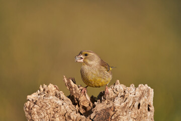 verderón europeo o verderón común (Chloris chloris) Málaga Andalucía España	