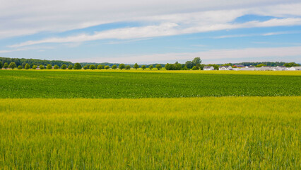 Fototapeta premium A beautiful green field with a forest in Sweden, swedish countryside. Skåne County, Swedish village countryside 
