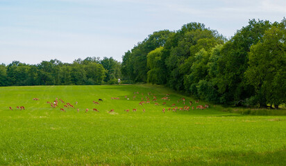 A herd of deer eating on the open meadow in Swedish village countryside
