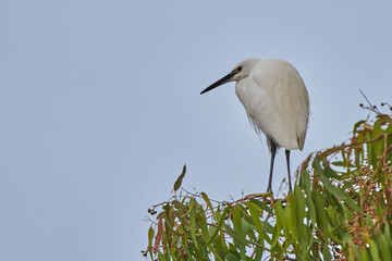 garceta grande también conocida como garza blanca (Ardea alba)​​ 