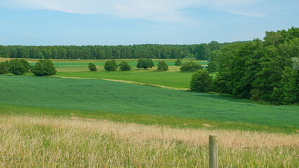 A beautiful green field with a forest in Sweden, swedish countryside. Skåne County, Swedish...