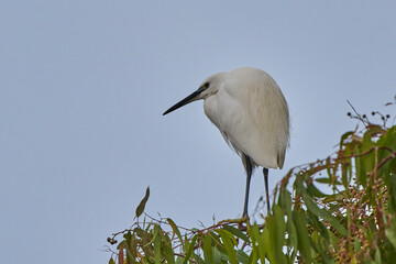 garceta grande también conocida como garza blanca (Ardea alba)​​ 