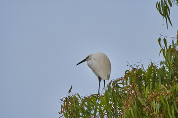 garceta grande también conocida como garza blanca (Ardea alba)​​ 