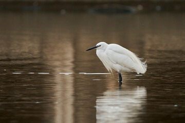 garceta grande también conocida como garza blanca (Ardea alba)​​ 