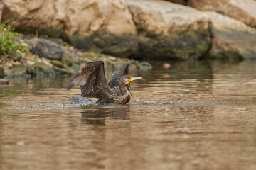 cormor&aacute;n (Phalacrocoracidae) ave acu&aacute;tica