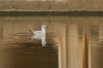 gaviota reidora (Chroicocephalus ridibundus, antes Larus ridibundus)​​ 