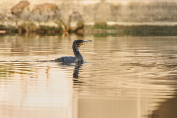 cormorán (Phalacrocoracidae) ave acuática