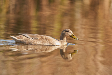 &aacute;nade com&uacute;n o azul&oacute;n (Anas platyrhynchos)