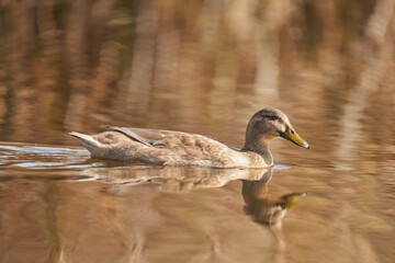 &aacute;nade com&uacute;n o azul&oacute;n (Anas platyrhynchos)