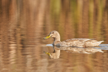ánade común o azulón (Anas platyrhynchos)