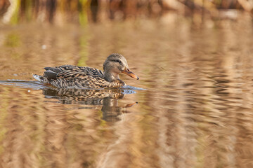 ánade común o azulón (Anas platyrhynchos)