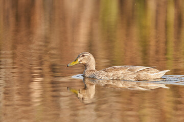 &aacute;nade com&uacute;n o azul&oacute;n (Anas platyrhynchos)