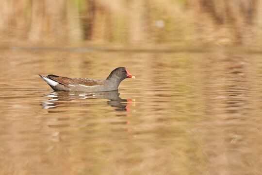 La gallineta com&uacute;n o polla de agua (Gallinula chloropus)​​ 