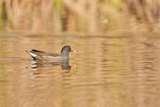 La gallineta com&uacute;n o polla de agua (Gallinula chloropus)​​ 