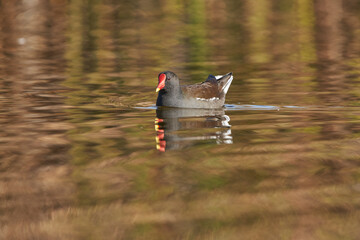 La gallineta común o polla de agua (Gallinula chloropus)​​ 