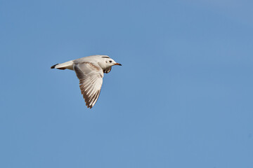 gaviota reidora (Chroicocephalus ridibundus, antes Larus ridibundus)​​ 