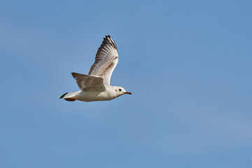 Obraz premium gaviota reidora (Chroicocephalus ridibundus, antes Larus ridibundus)​​ 