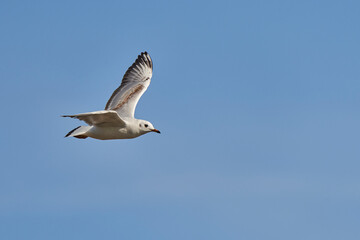 gaviota reidora (Chroicocephalus ridibundus, antes Larus ridibundus)​​ 