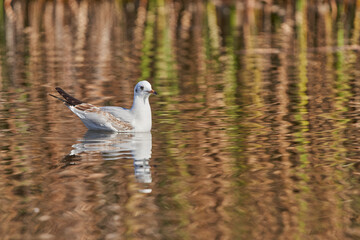 gaviota reidora (Chroicocephalus ridibundus, antes Larus ridibundus)​​ 