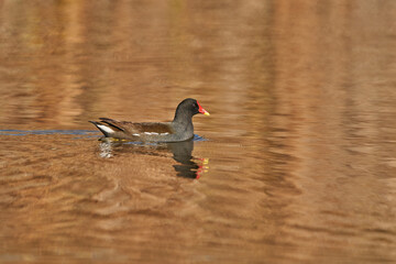 La gallineta com&uacute;n o polla de agua (Gallinula chloropus)​​ 