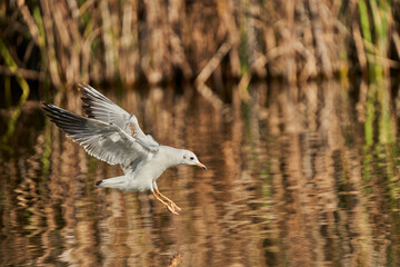 gaviota reidora (Chroicocephalus ridibundus, antes Larus ridibundus)​​ 