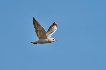 gaviota reidora volando (Chroicocephalus ridibundus, antes Larus ridibundus)​​ 