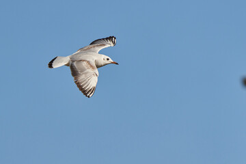 gaviota reidora volando (Chroicocephalus ridibundus, antes Larus ridibundus)​​ 