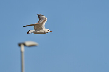 gaviota reidora en vuelo (Chroicocephalus ridibundus, antes Larus ridibundus)​​ 