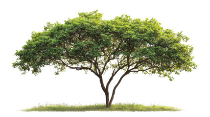 green tree sits atop fertile soil surrounded isolated on white background