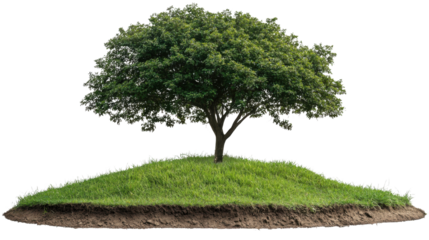 green tree sits atop fertile soil surrounded isolated on white background