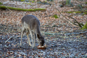 1 Young fallow deer (dama dama, Damhirsch) at winter feeding. Brown animal standing in the forest eating a turnip.