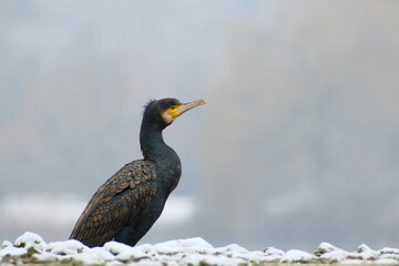  great cormorant on a snowy winter day close-up