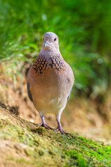 Portrait of a Laughing Dove on the ground. Spilopelia senegalensis, Bioparc, Doué la Fontaine, Doué en Anjou, Maine et Loire 49, Région Pays de la Loire, France, European Union, Europe