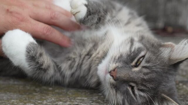Cat Petting Hand Gray White - A gray and white cat lying on its back while being petted by a hand.