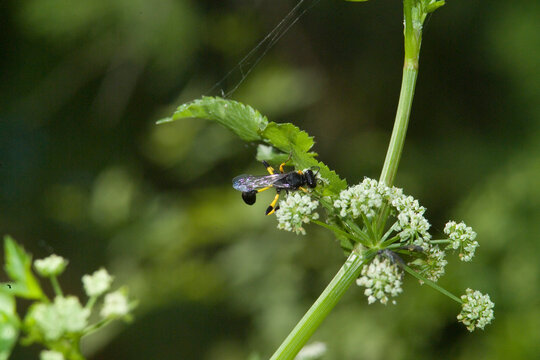 wasp on a flower, Solitary wasp (Sceliphron destillatorium). Usini, Sassari, Sardinia. Italy