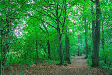 Scenic Forest Pathway with Lush Greenery