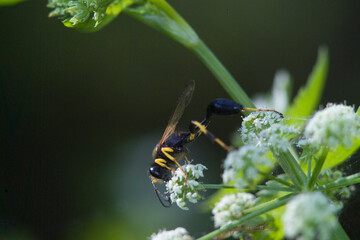 wasp on a flower, Solitary wasp (Sceliphron destillatorium). Usini, Sassari, Sardinia. Italy