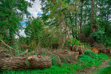 Felled trees and cut logs in green countryside landscape under cloudy sky in natural outdoor environment
