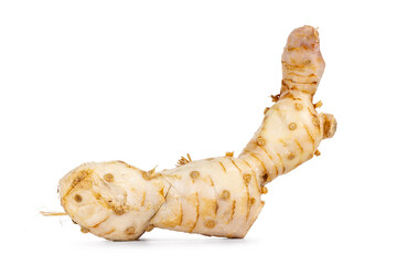 Close up of fresh galangal aka ginger root, isolated on a white background.