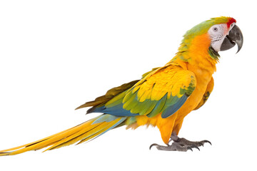 Fototapeta premium parrot side view isolated on white background png