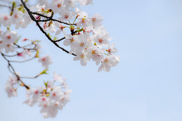 満開のさくら、桜のクローズアップ、桜と青空、桜の花びら